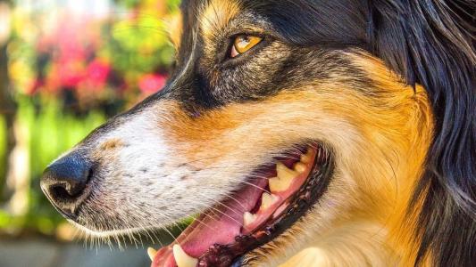 Documento diz que a cachorra late "excessivamente", enquanto o outro animal “não reage da mesma forma”