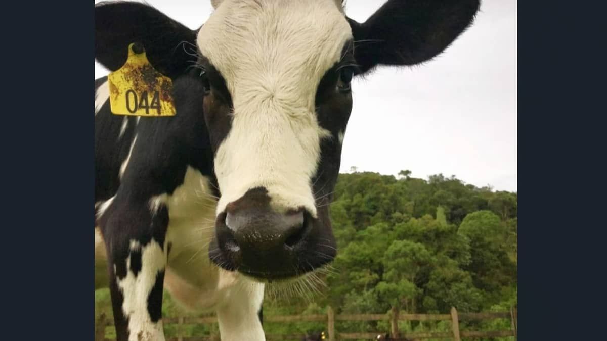 O que o Mal da Vaca Louca tem a ver com o frango? Entenda