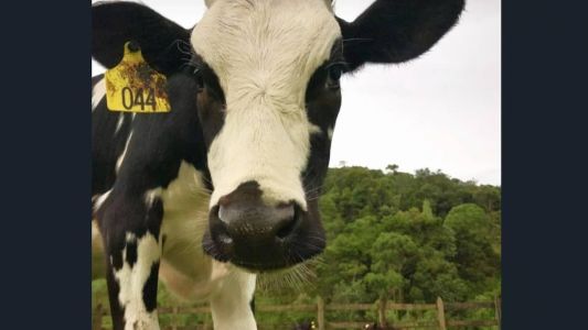 Doença causa degeneração cerebral, agressividade, isolamento e morte iminente