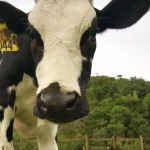 O que o Mal da Vaca Louca tem a ver com o frango? Entenda