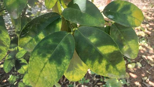 Laranjeira afetada pela bactéria do Greening, planta vai sendo deformada até à morte