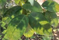 Greening ameaça produção de limão no Brasil e exige reforço no manejo dos pomares