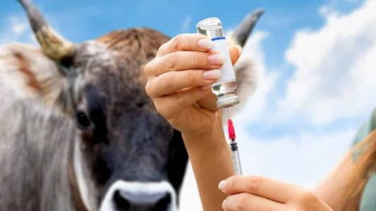 Doença pode causar sintomas em humanos e animais