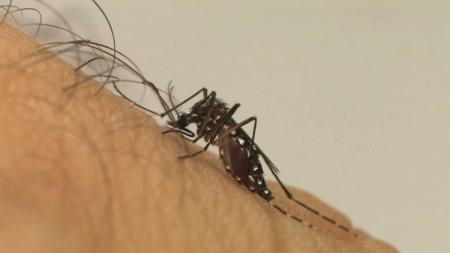 Doença transmitida pelo Aedes aegypti matou 987 pessoas em 2022