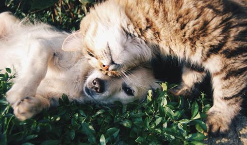 SinPatinhas: como cadastrar cães e gatos no programa de RG para pets | CNN Brasil