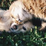 Vermifugação conjunta: por que os pets da casa devem ser tratados ao mesmo tempo?