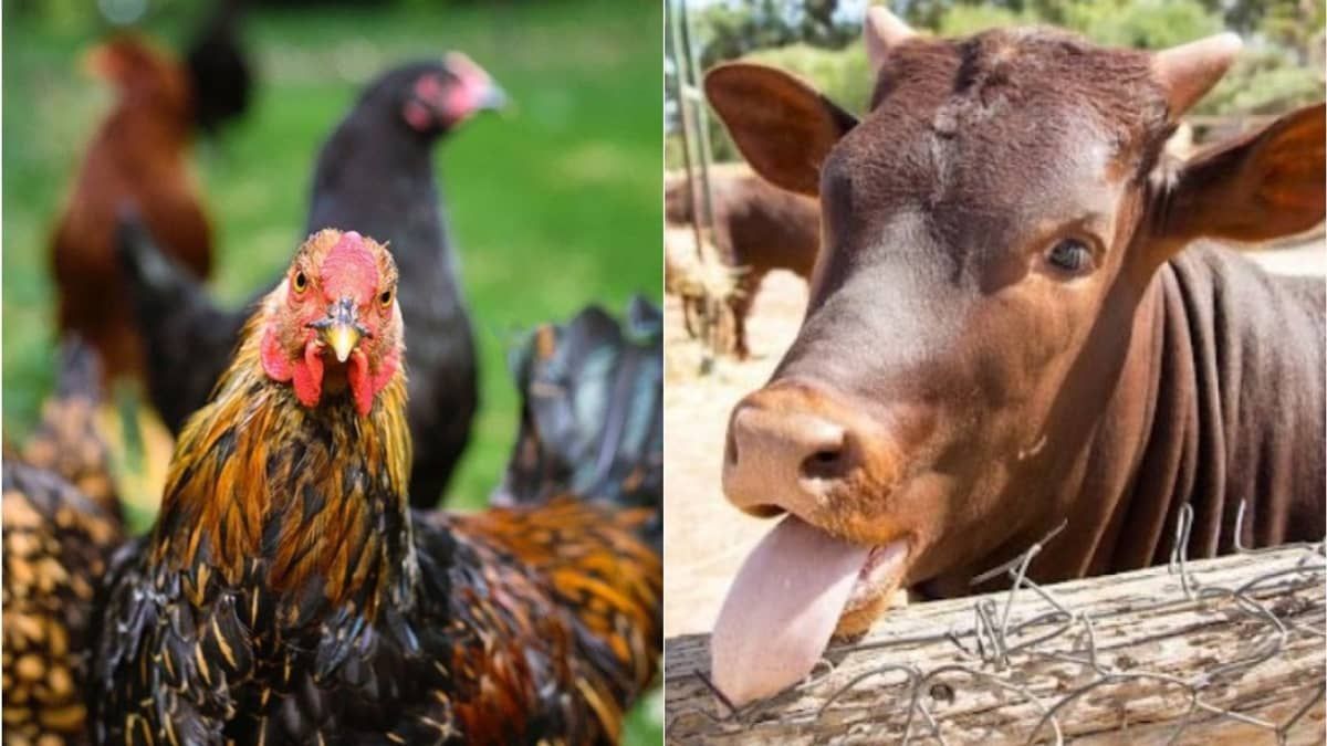 Vaca louca e gripe aviária tiram o sono dos produtores brasileiros 