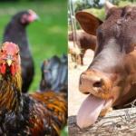 Vaca louca e gripe aviária tiram o sono dos produtores brasileiros
