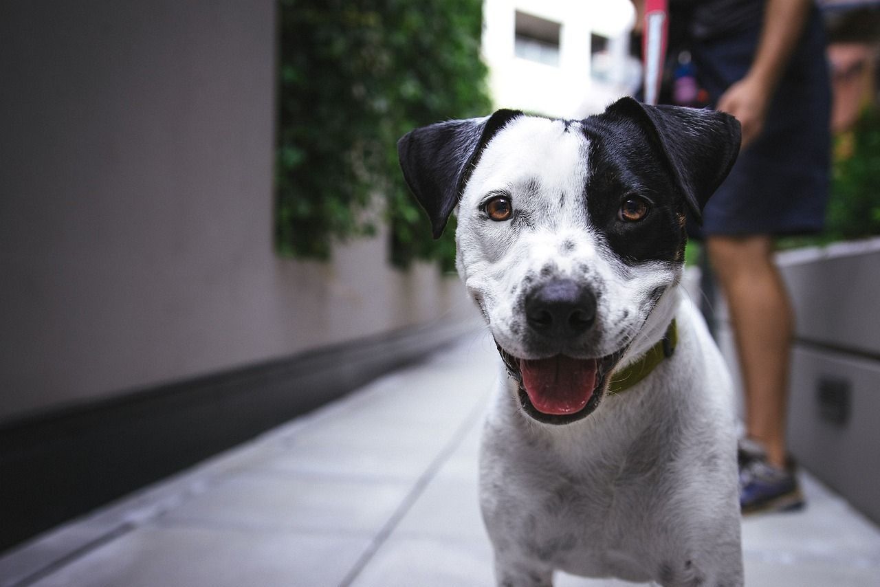 Lei que autoriza o transporte de pets em ônibus começa a valer nesta segunda (26); veja regras