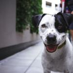 Lei que autoriza o transporte de pets em ônibus começa a valer nesta segunda (26); veja regras