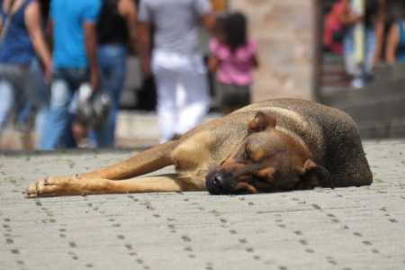 Cão dormindo