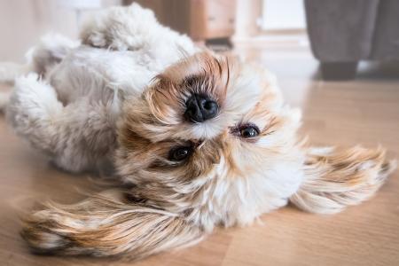 Cachorro de estimação morreu após procedimentos de castração e mastectomia.jpg