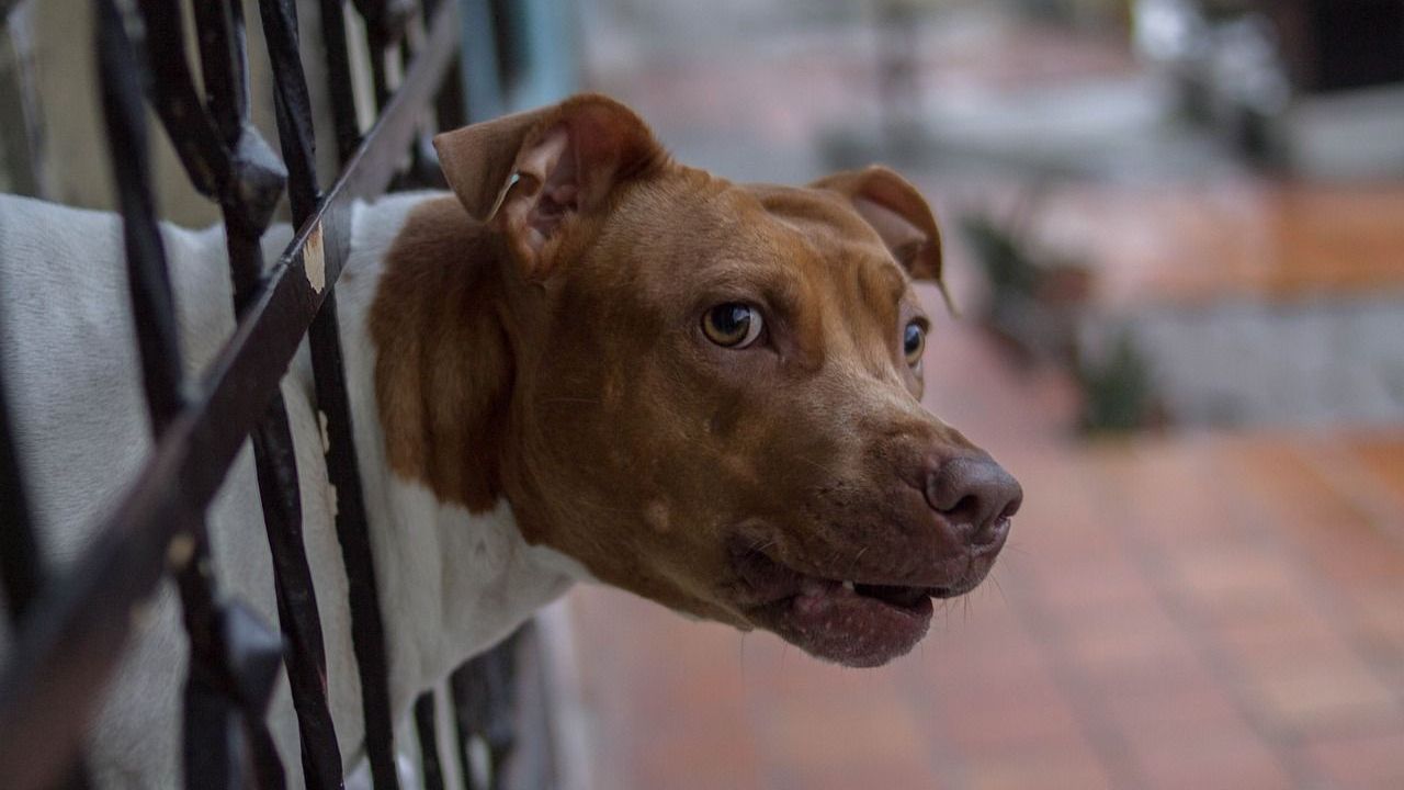 Região da Itália propõe licença para tutores de 27 raças de cães