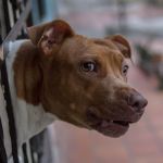 Região da Itália propõe licença para tutores de 27 raças de cães