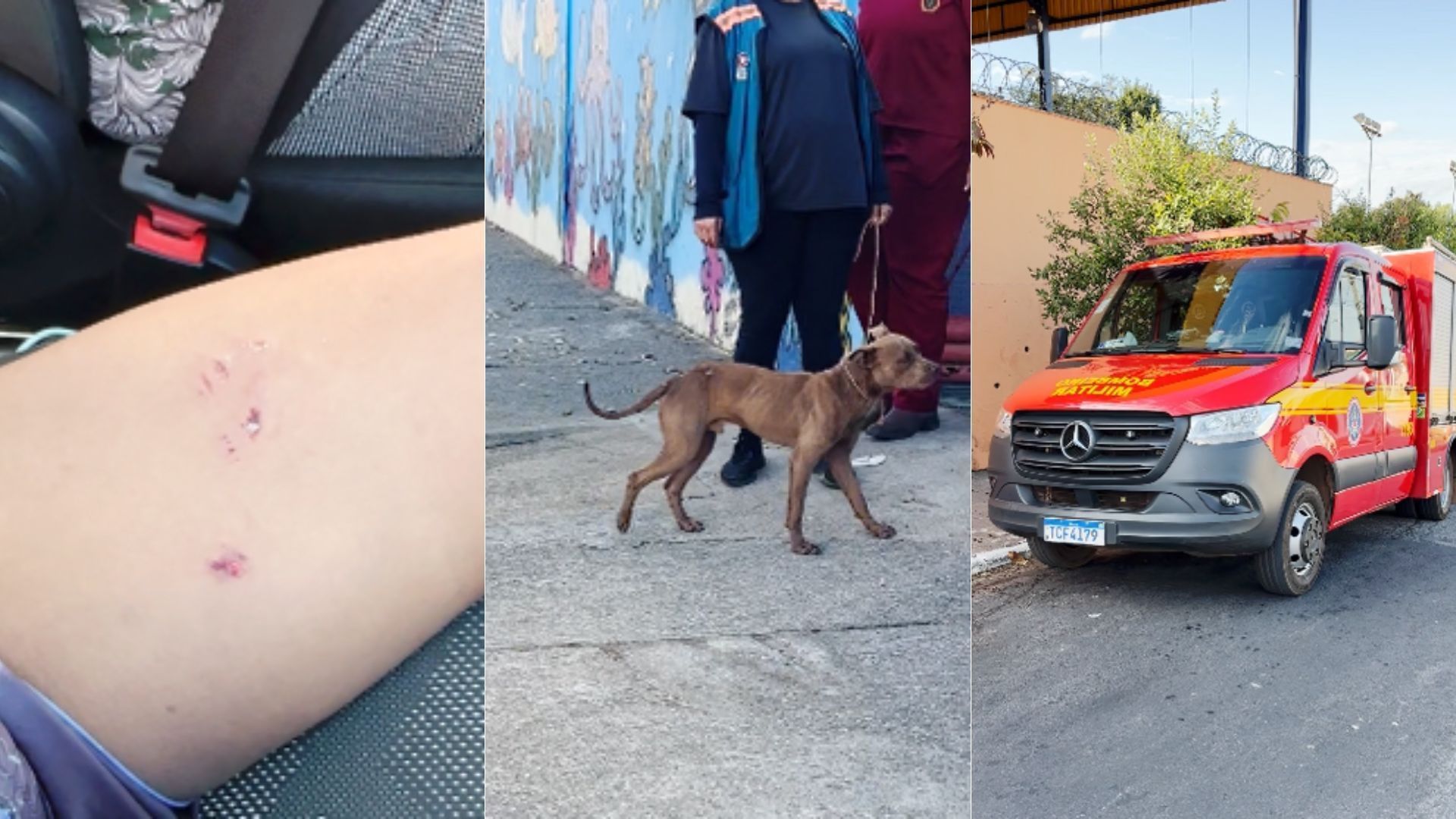 Ataque de pitbull deixa crianças feridas em escola de Betim