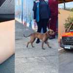 Ataque de pitbull deixa crianças feridas em escola de Betim