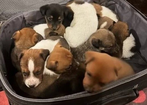 Mala com 13 filhotes de cachorro é abandonada em condomínio de SC