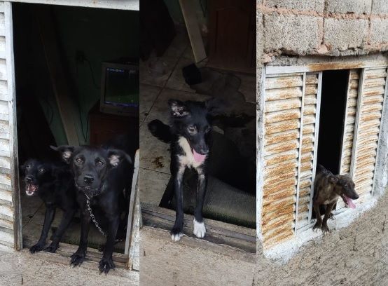 Idosa de 70 anos é atacada por oito cães em casa de Juiz de Fora