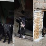 Idosa de 70 anos é atacada por oito cães em casa de Juiz de Fora