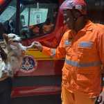 Cãozinho é resgatado de incêndio de casa por bombeiros em Sete Lagoas (MG)