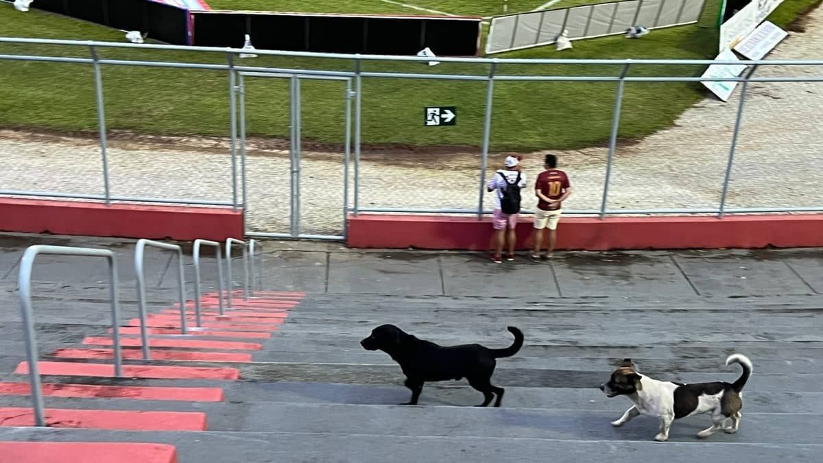 Cachorrinhos invadem estádio e brincam na arquibancada antes de Patrocinense x Cruzeiro
