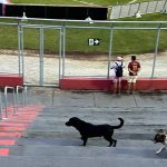 Cachorrinhos invadem estádio e brincam na arquibancada antes de Patrocinense x Cruzeiro