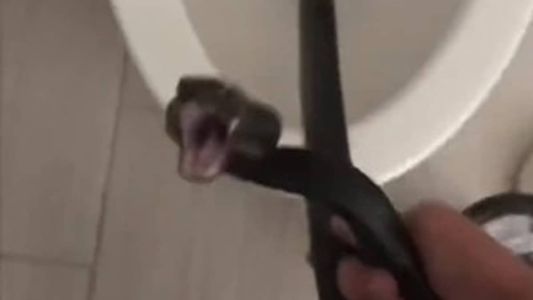Dona da casa encontrou o animal após ficar quatro dias fora de casa
