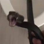 Vídeo: cobra 'encara' homem ao ser encontrada dentro de vaso sanitário 