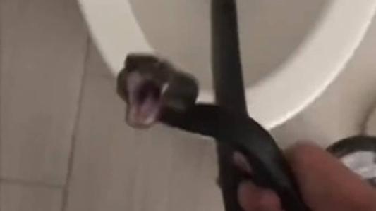 Dona da casa encontrou o animal após ficar quatro dias fora de casa