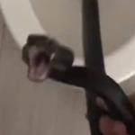 Vídeo: cobra 'encara' homem ao ser encontrada dentro de vaso sanitário