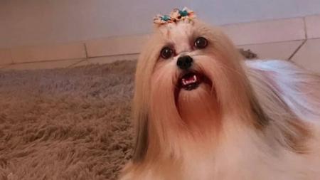 Dona de cadela e clínica veterinária serão indenizadas