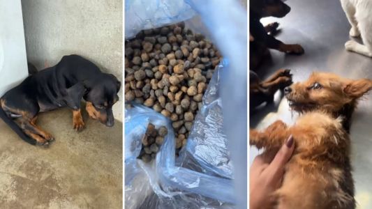 Dona de pet shop denuncia envenenamento de cães no Barreiro, em Belo Horizonte