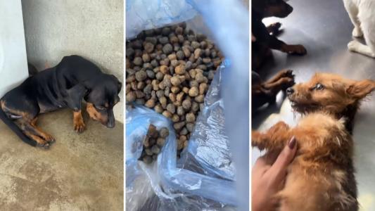 Dona de pet shop denuncia envenenamento de cães no Barreiro, em Belo Horizonte