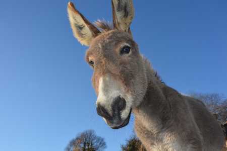 Cerca de 6 mi de burros são abatidos na China