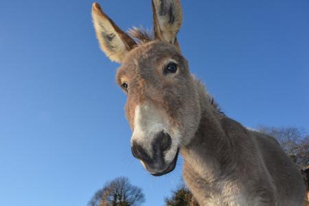 Cerca de 6 mi de burros são abatidos na China