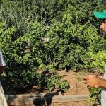Programa capacita jovens para garantir o futuro das famílias no campo em Minas
