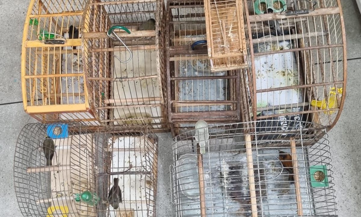 Pássaros silvestres são encontrados em cativeiro em Santos Dumont (MG)