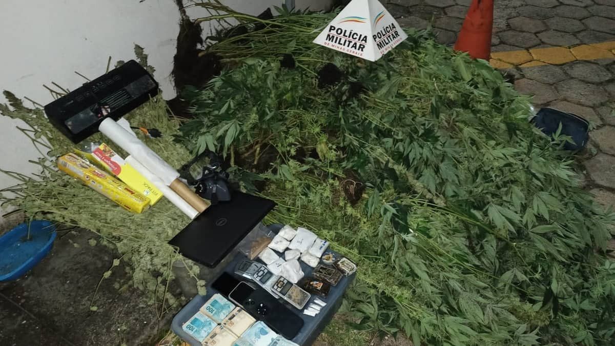 Quadrilha é presa por cultivar maconha em estufas que seriam vendidas durante Carnaval  