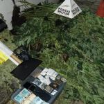 Quadrilha é presa por cultivar maconha em estufas que seriam vendidas durante Carnaval  