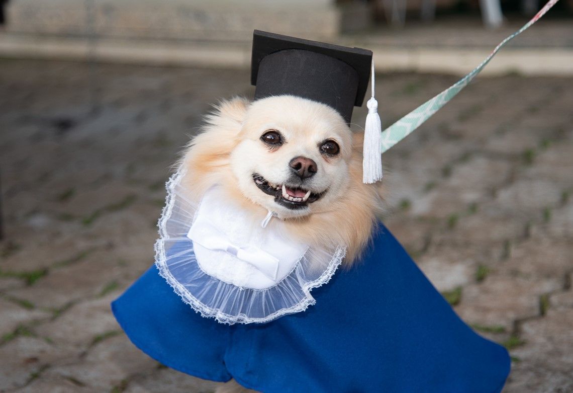 Formatura dos cães: creche canina promove comemoração em cidade mineira
