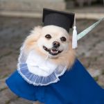 Formatura dos cães: creche canina promove comemoração em cidade mineira