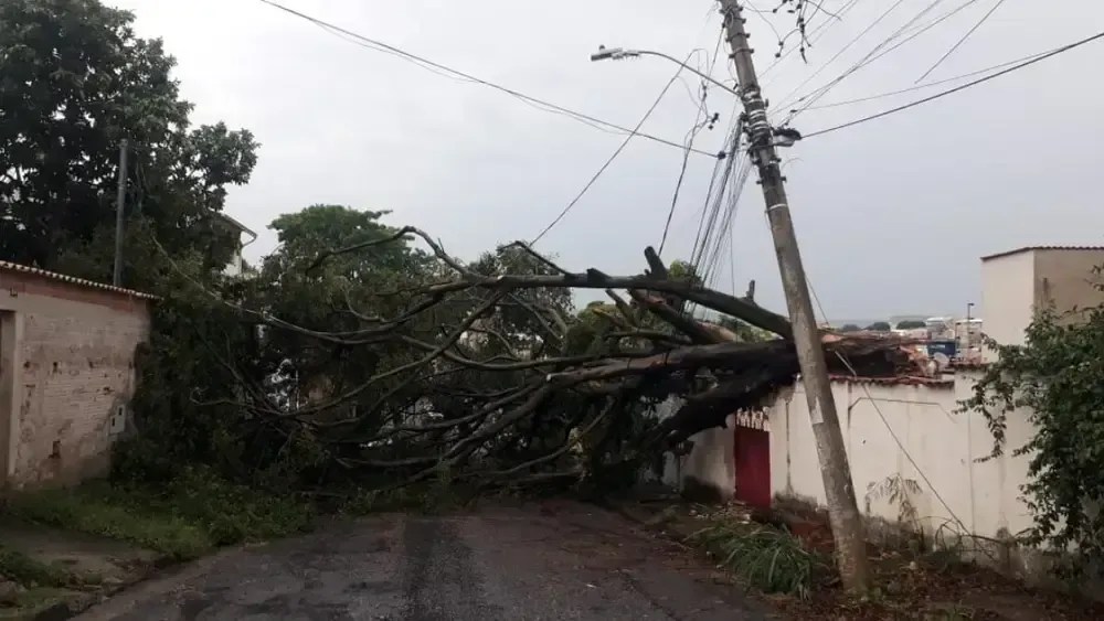 Chuva forte arranca árvores e causa estragos em Belo Horizonte