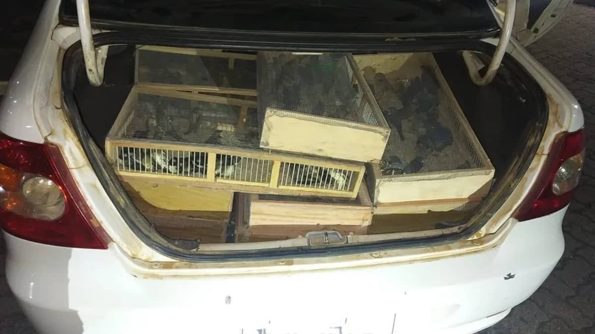PRF apreende mais de 300 pássaros transportados em porta-malas de carro na BR-251, em Minas