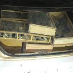 PRF apreende mais de 300 pássaros transportados em porta-malas de carro na BR-251, em Minas