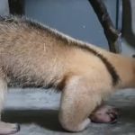 Zoológico de BH recebe cinco novos animais vindos de Salvador