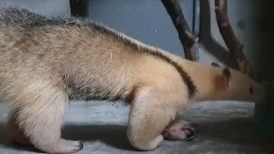 Duas fêmeas de tamanduá mirim e três furões chegaram ao zoológico nesta terça-feira (23)