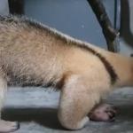 Zoológico de BH recebe cinco novos animais vindos de Salvador