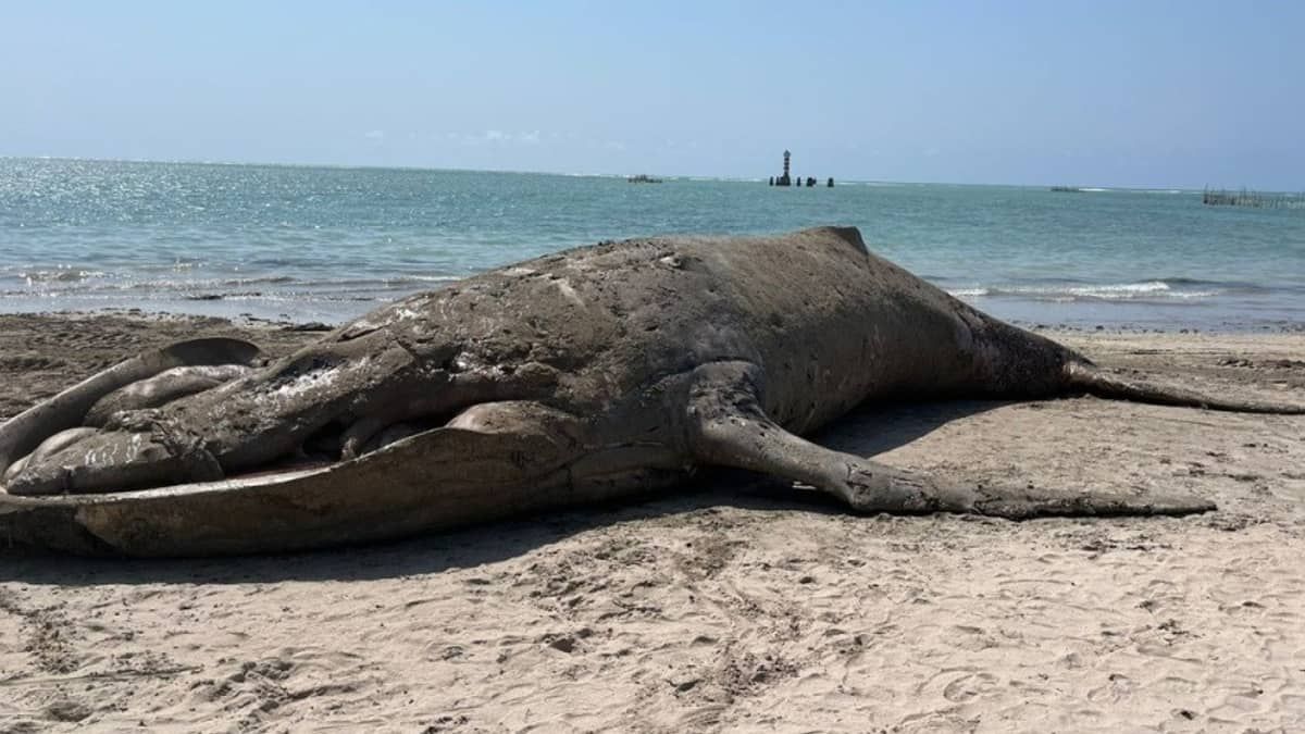 Baleia Jubarte de 11 metros é retirada da praia de Ponta Verde, em Maceió