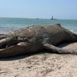 Baleia Jubarte de 11 metros é retirada da praia de Ponta Verde, em Maceió