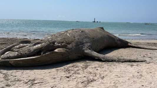 Duas máquinas foram usadas para retirar baleia da praia